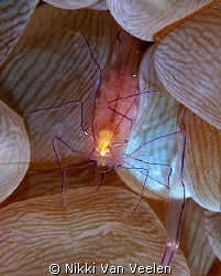 Bubble shrimp with eggs taken at Shark Observatory with E... by Nikki Van Veelen 
